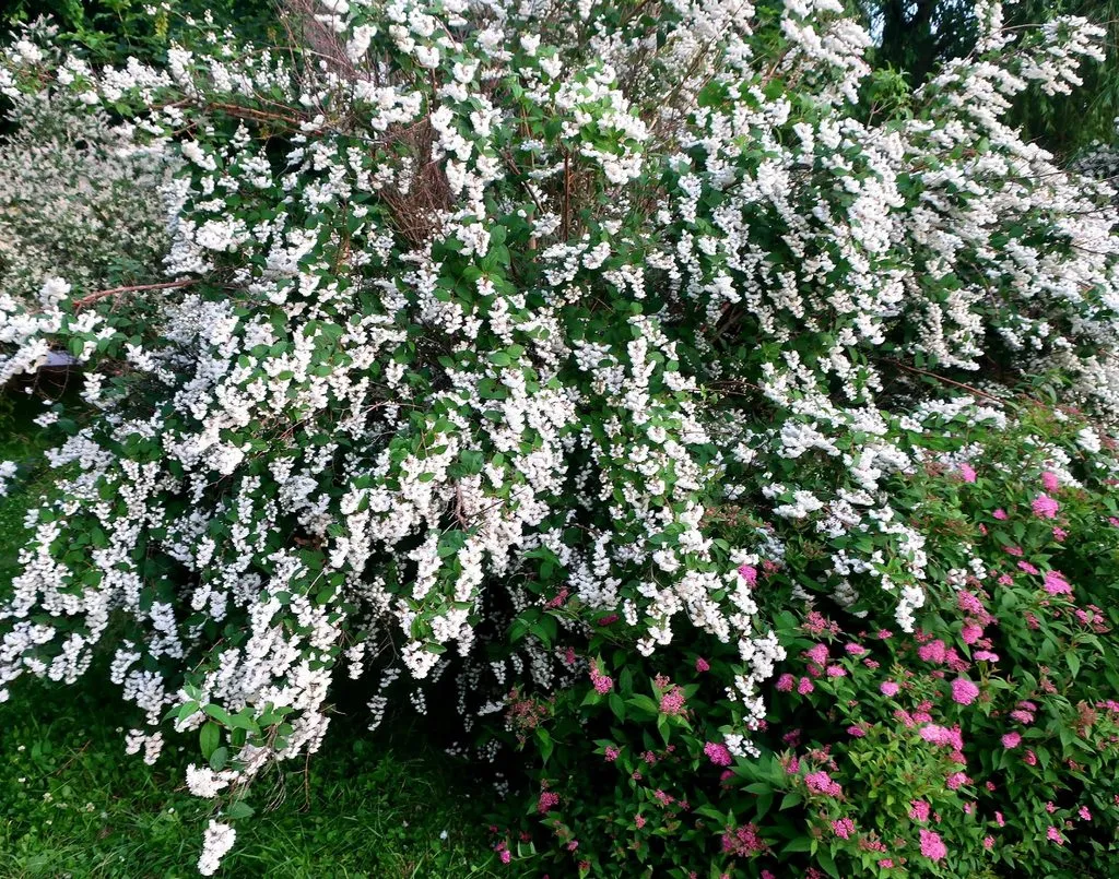 Чайная беседка