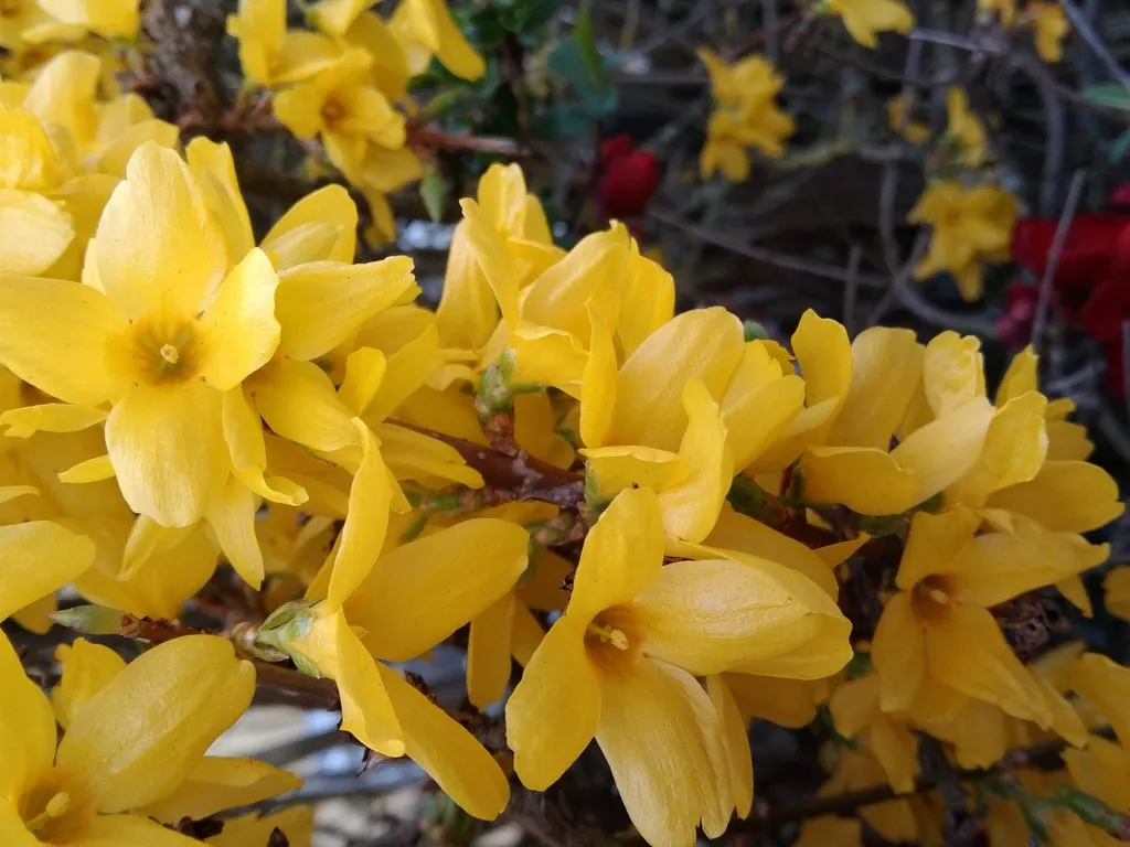 Чайная беседка