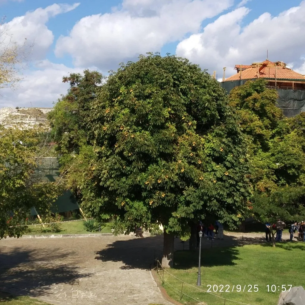 Фотонастроение