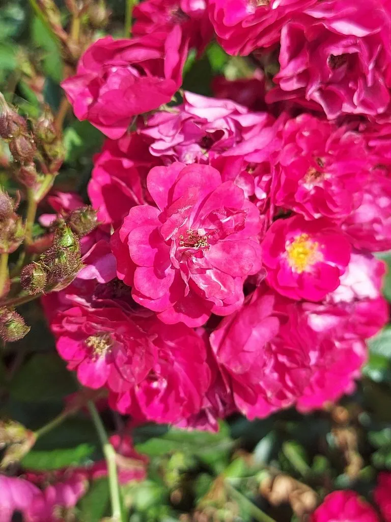 Чайная беседка