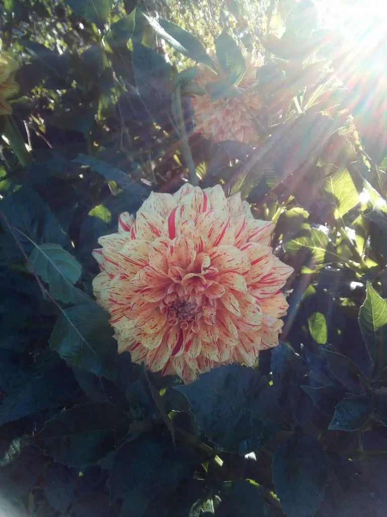 Чайная беседка