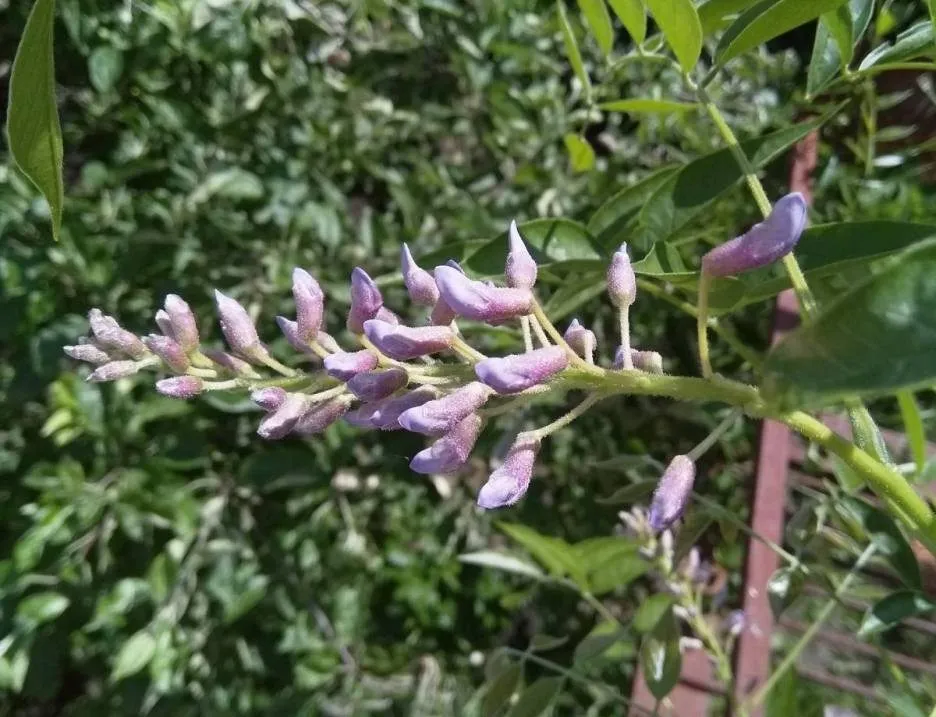 Чайная беседка