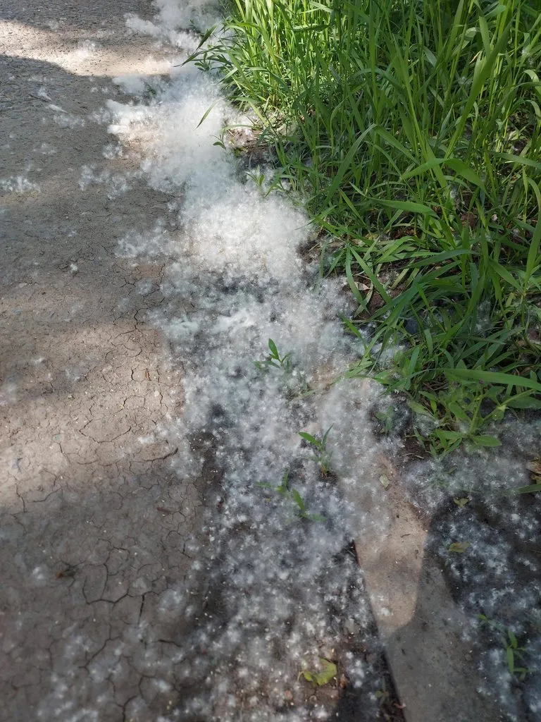 Чайная беседка