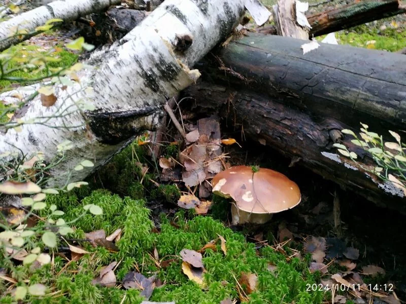 Чайная беседка