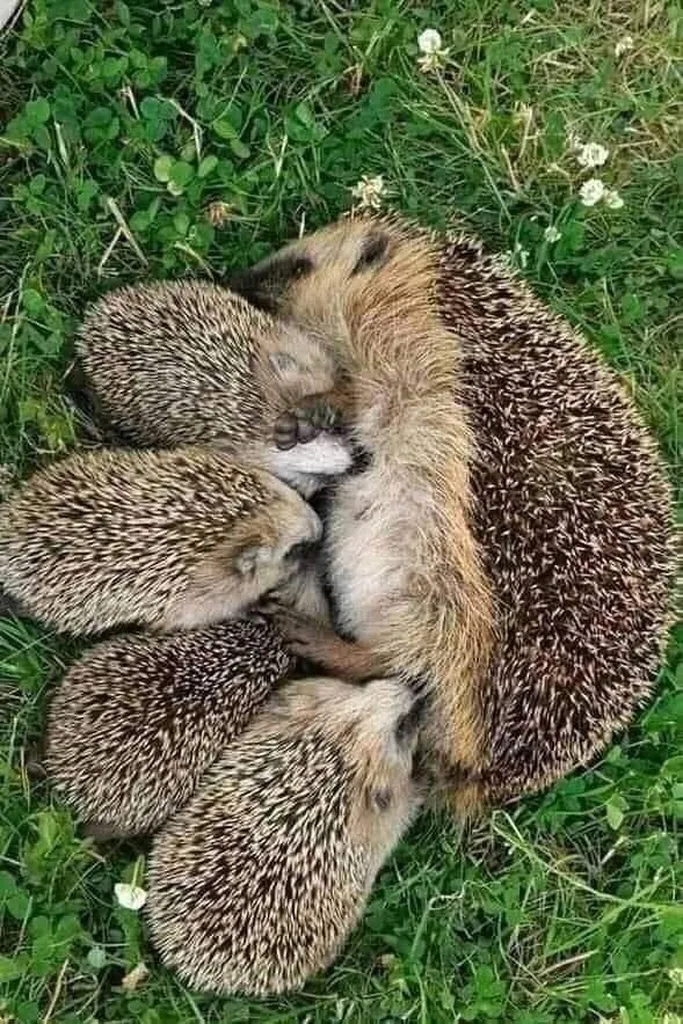 Эти забавные животные