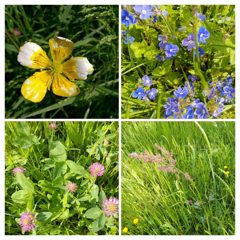 Чайная беседка