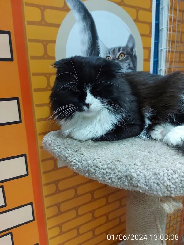 Чайная беседка