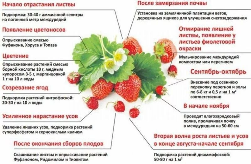 Садово-огородная  инфографика