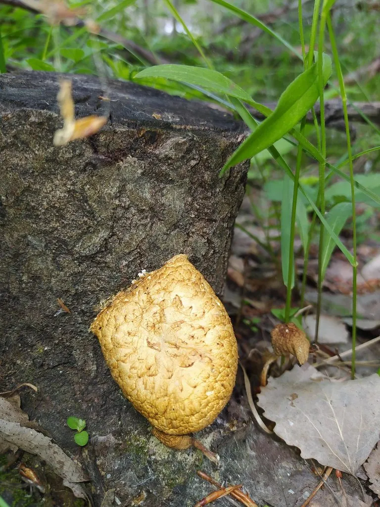 По грибы с лукошком