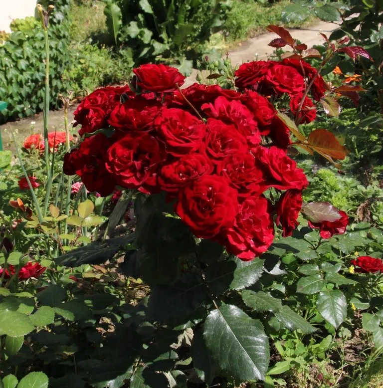 Чайная беседка