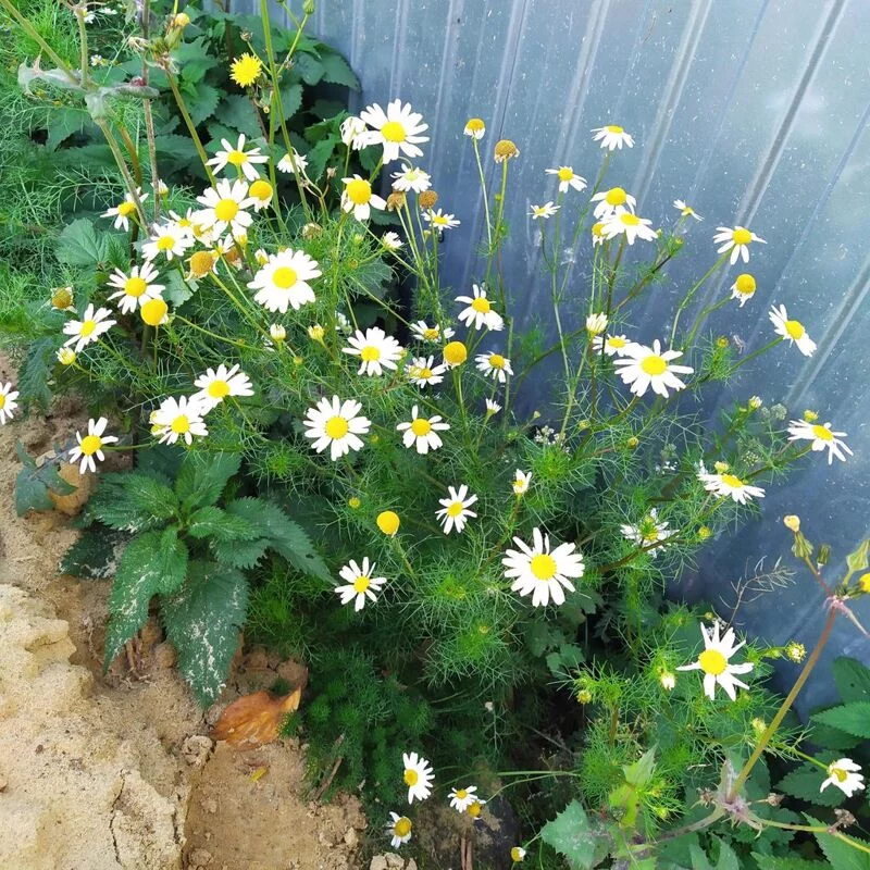 Чайная беседка