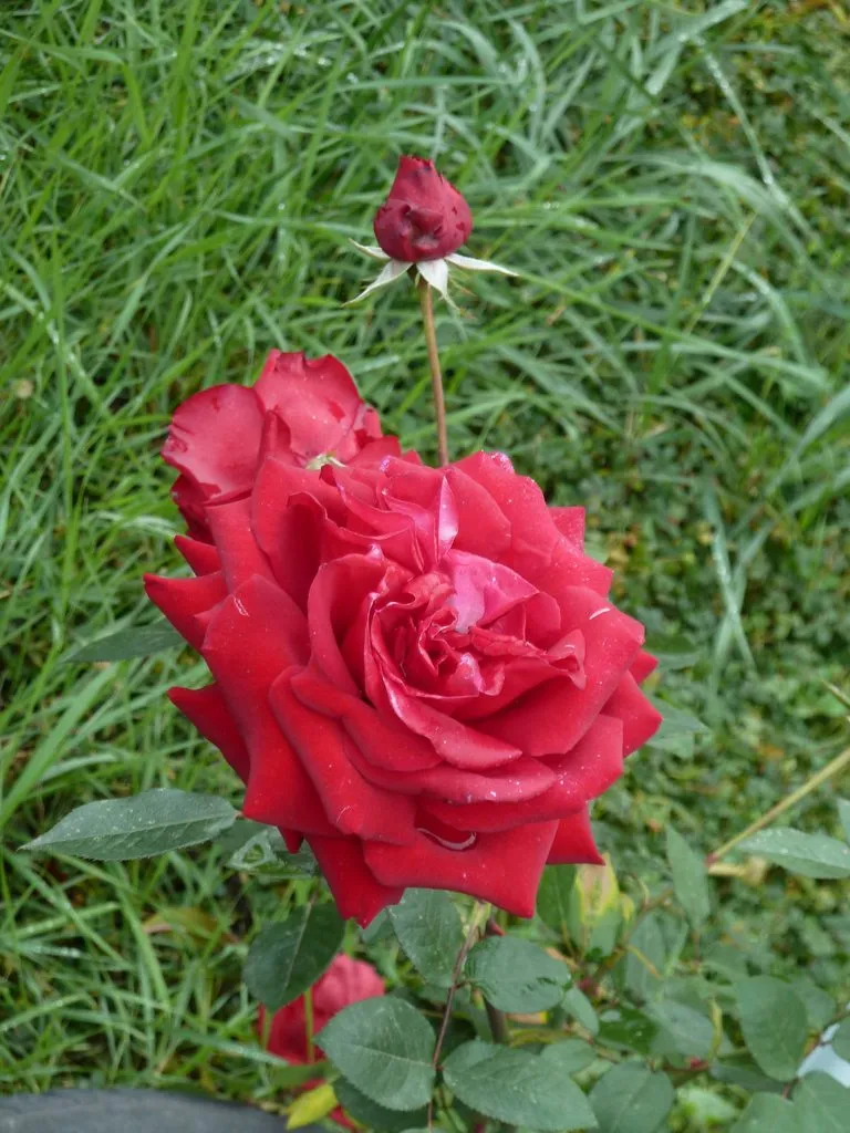 Флора