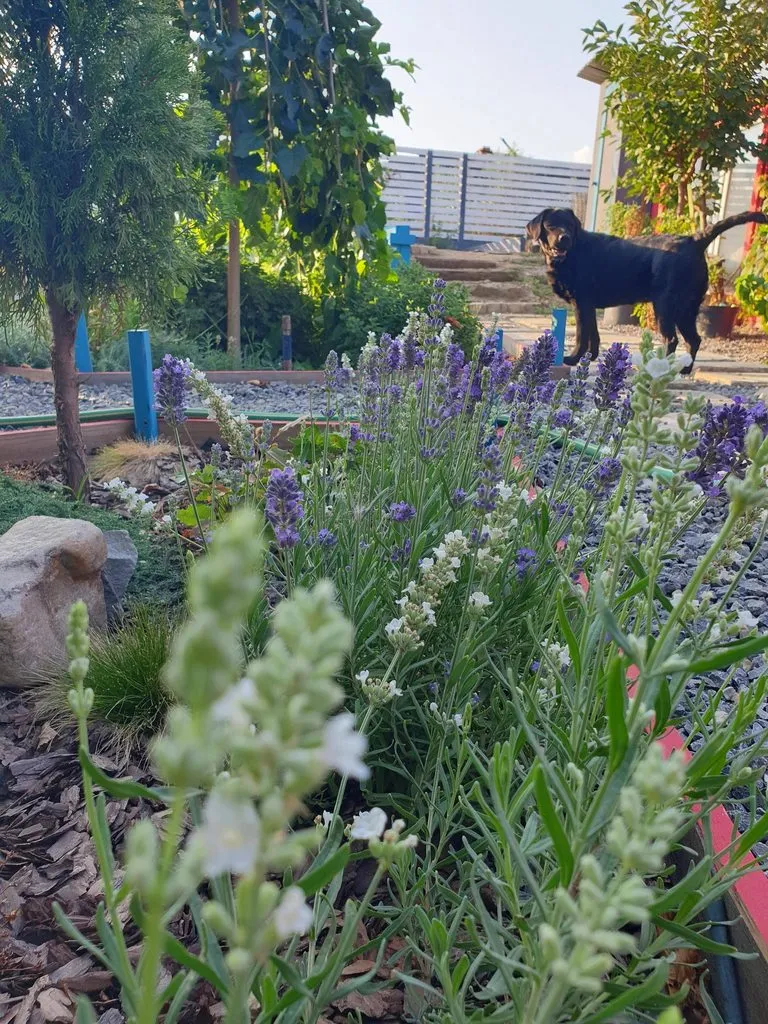 Чайная беседка