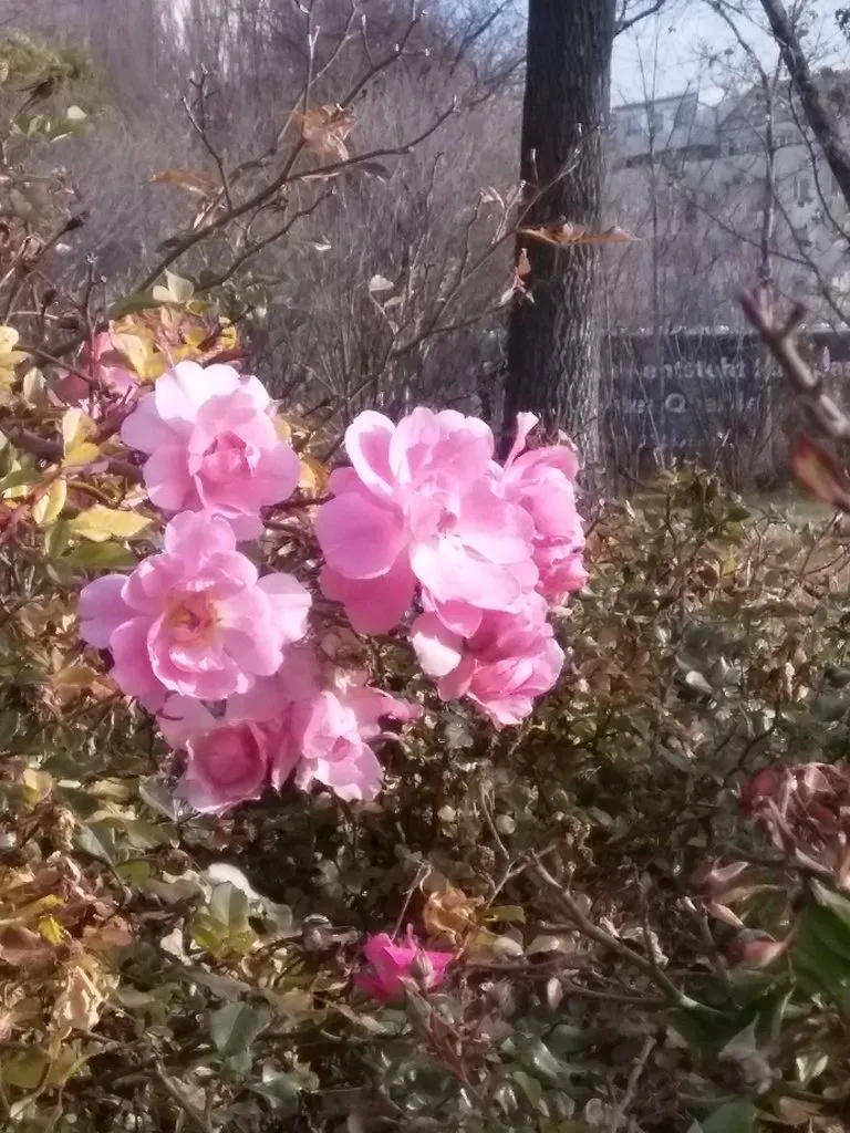 Чайная беседка