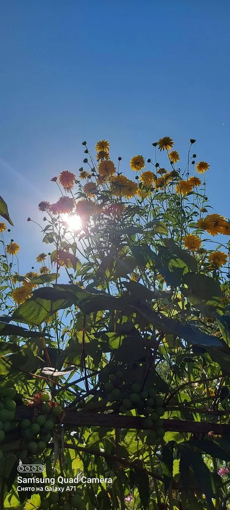 Чайная беседка