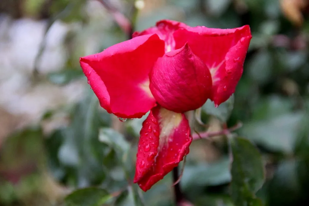 Чайная беседка