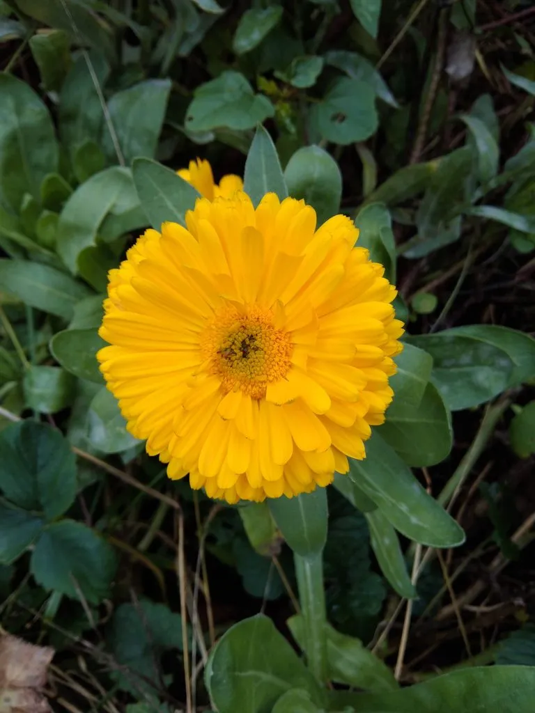 Чайная беседка