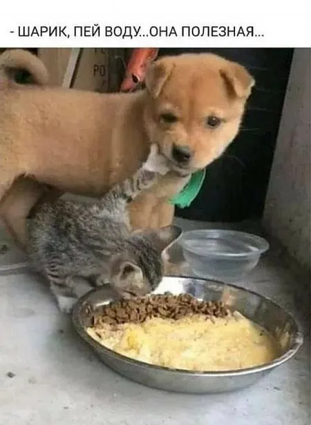 Посмеялся сам - поделись с другом!!!