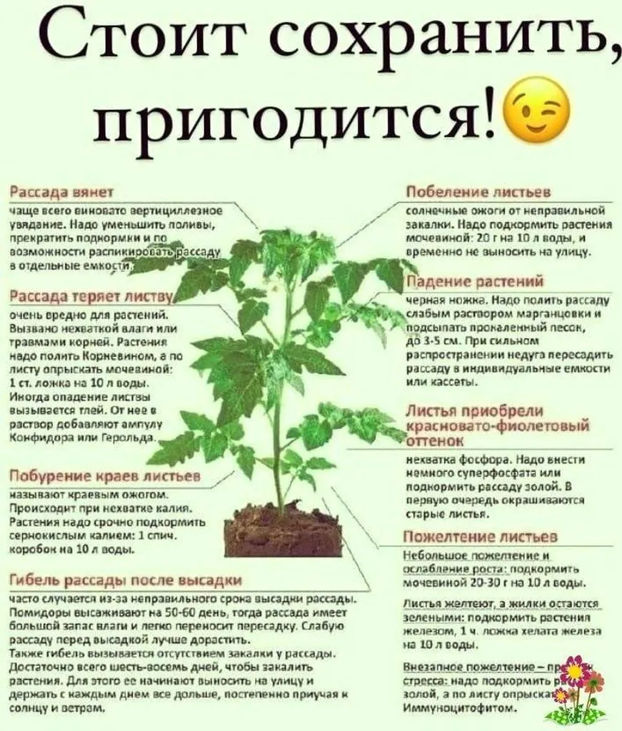 Садово-огородная  инфографика