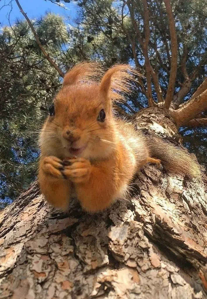 Эти забавные животные