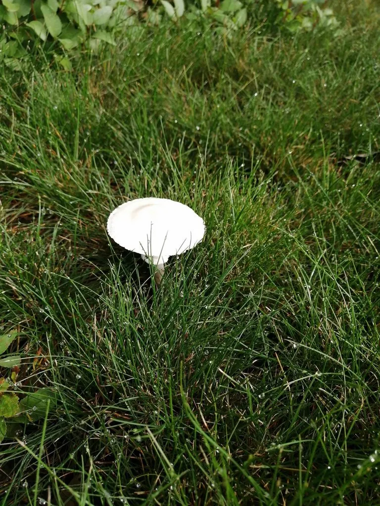 Чайная беседка