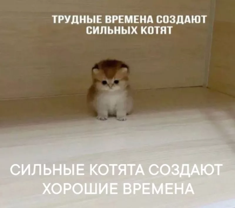 Лаконичная мудрость