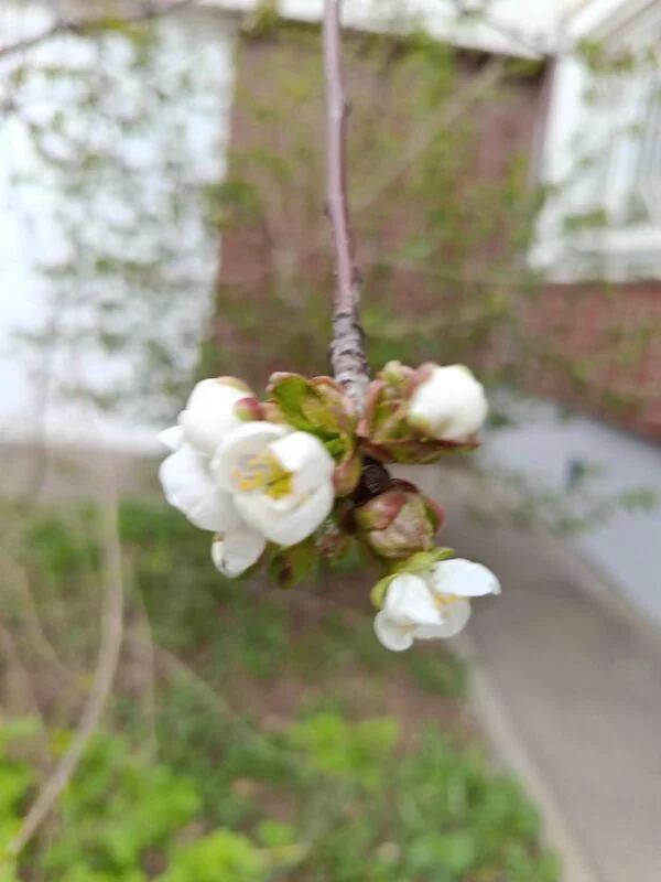 Чайная беседка