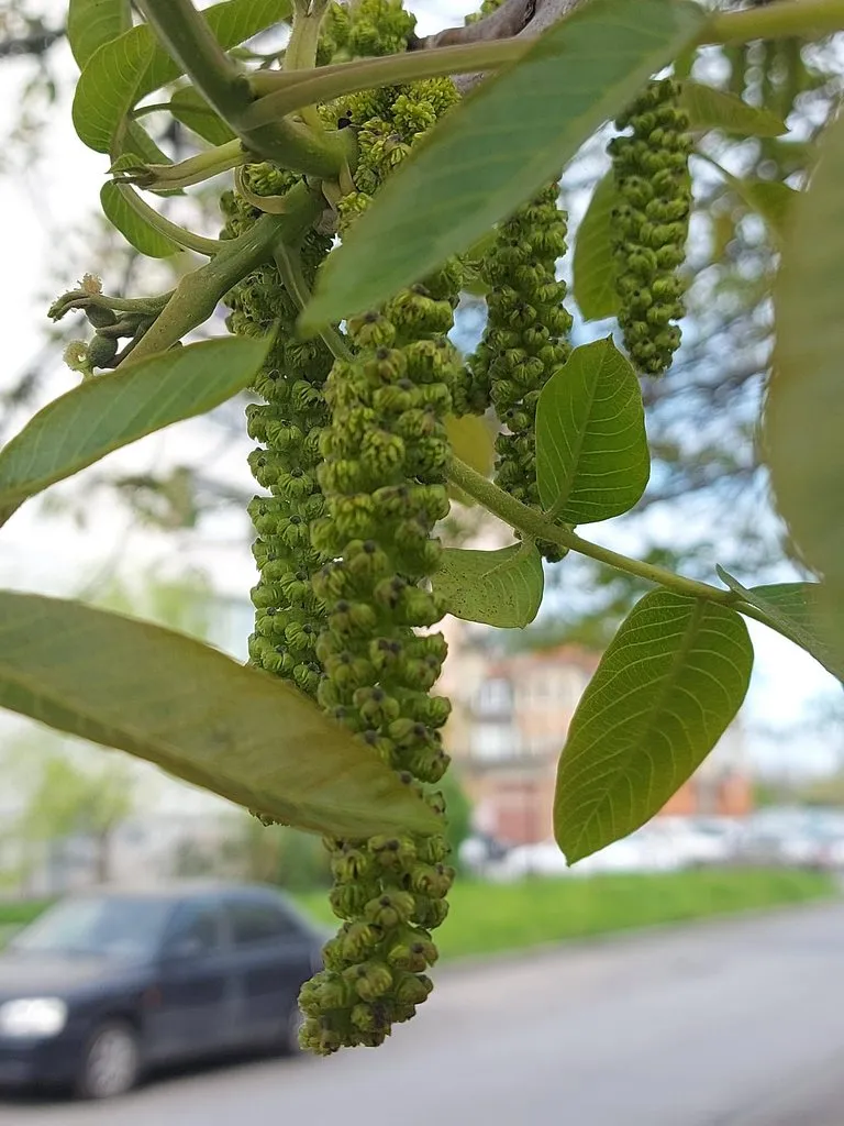 Чайная беседка