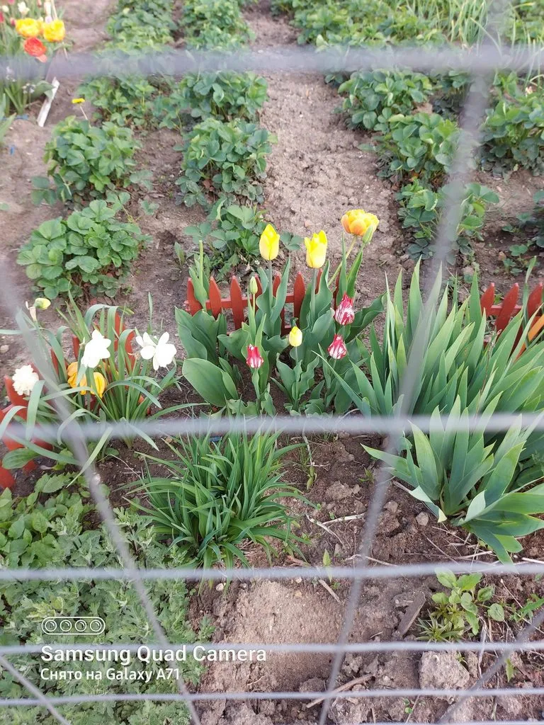 Чайная беседка