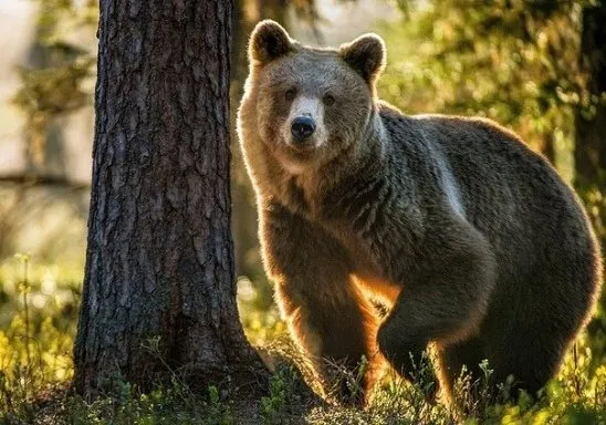 Эти забавные животные