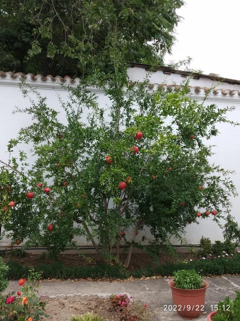 Чайная беседка