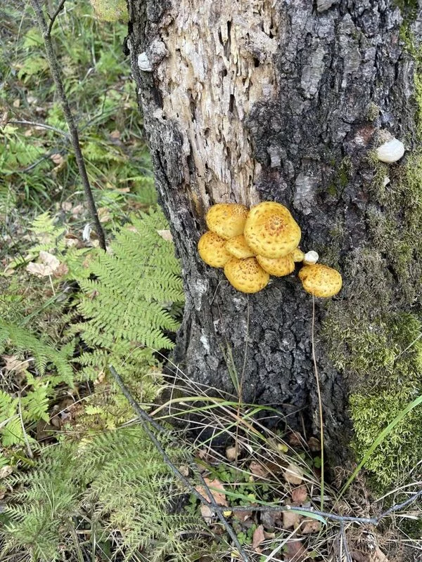 Чайная беседка