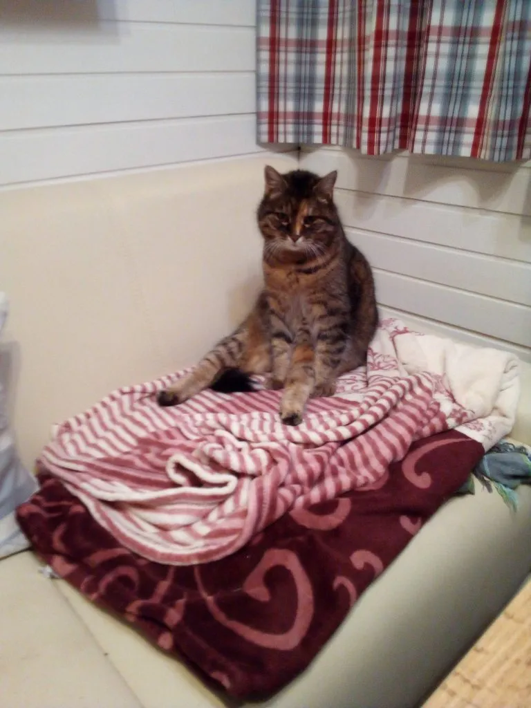 Tapтaлeтки & Ко