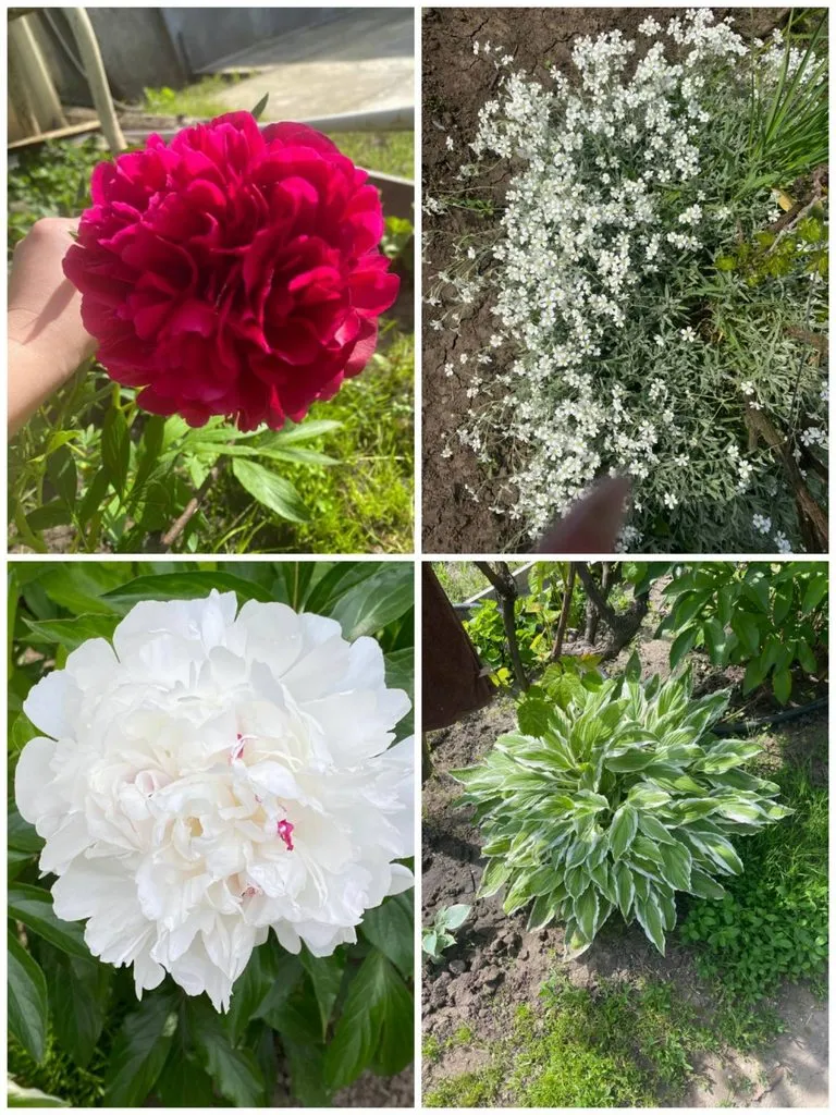 Чайная беседка