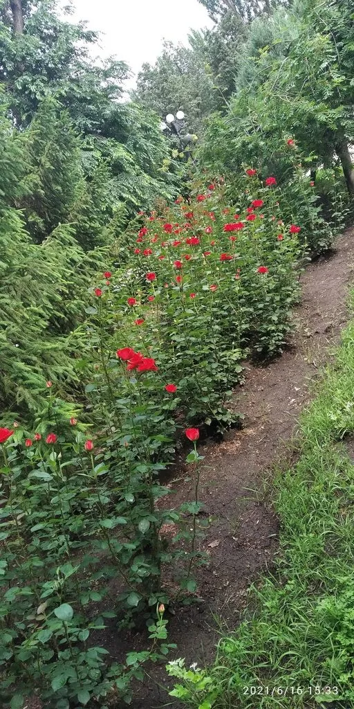 Tapтaлeтки & Ко