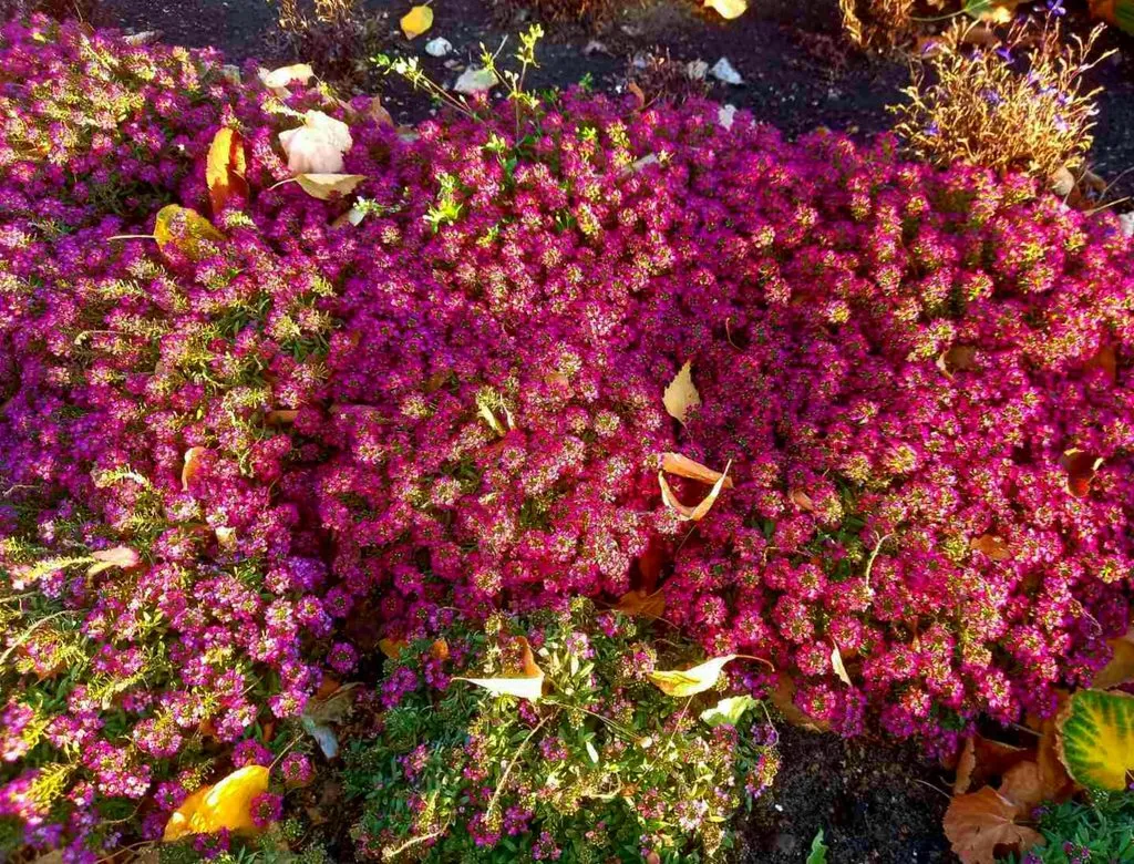 Чайная беседка