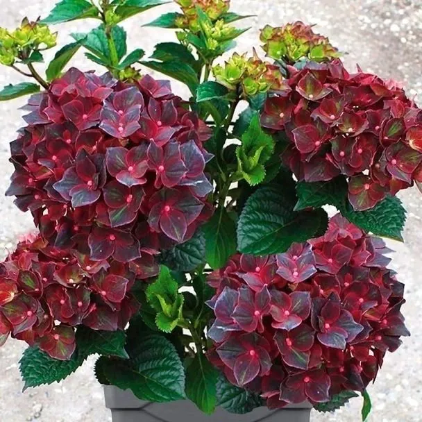 Флора