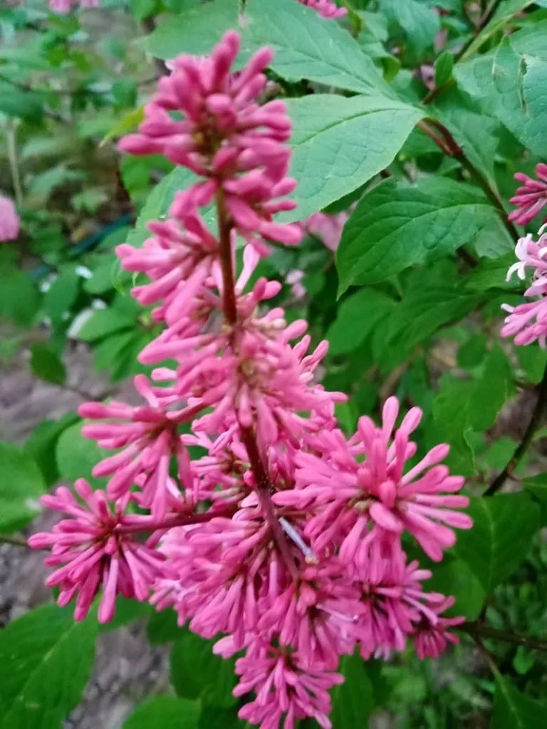 Чайная беседка