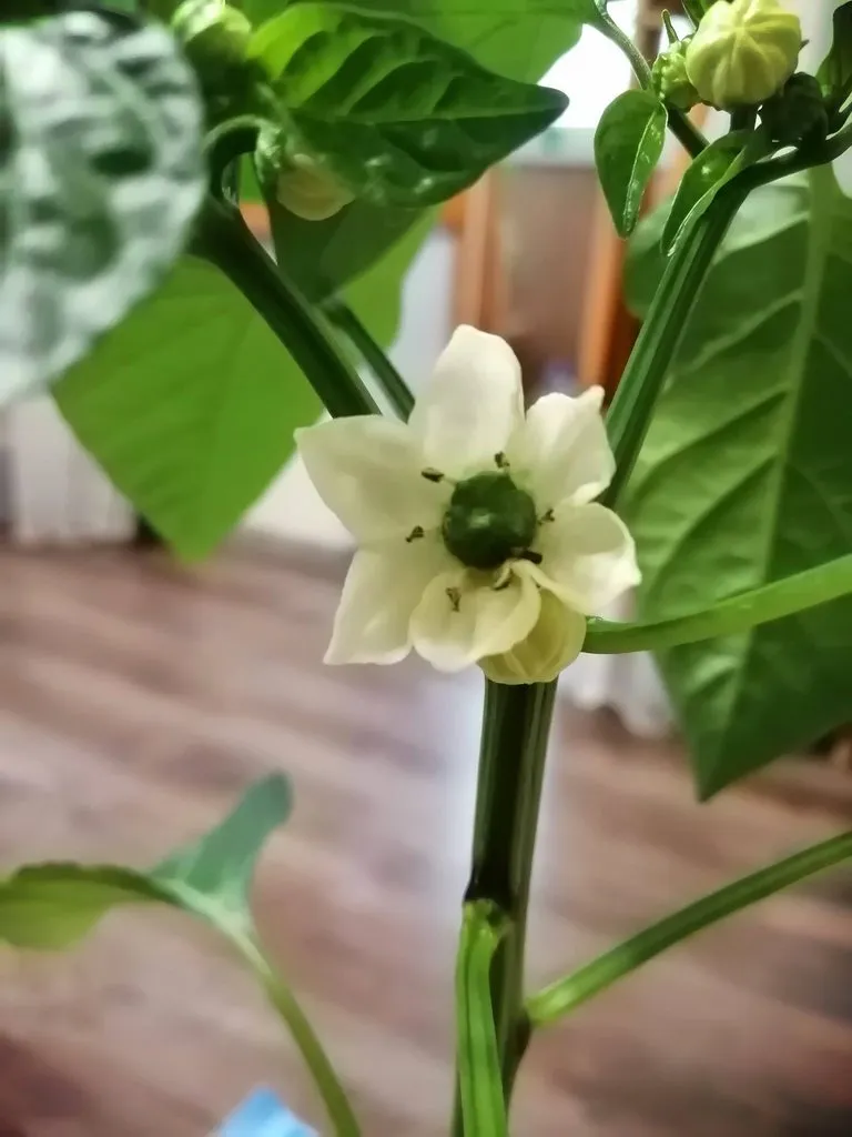 Чайная беседка