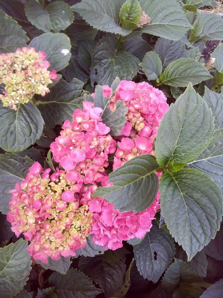 Чайная беседка