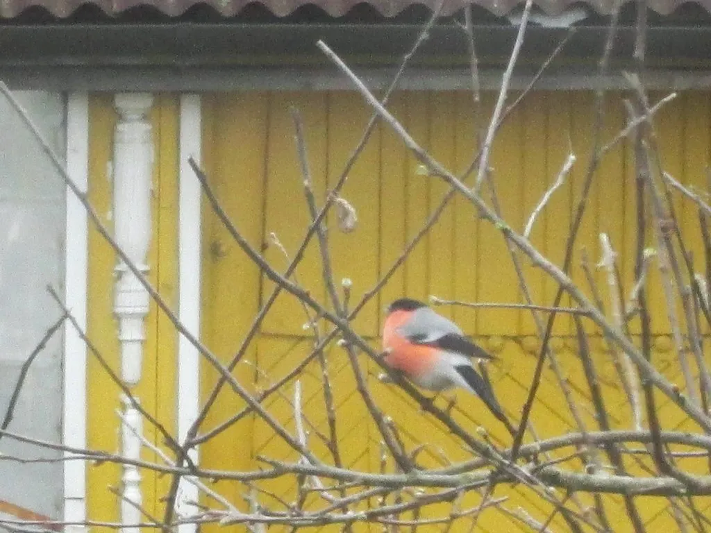 Tapтaлeтки & Ко