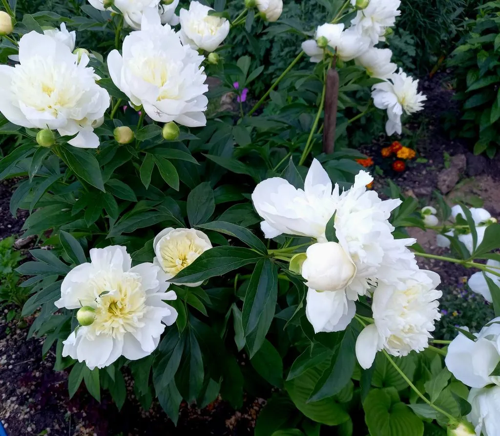 Чайная беседка