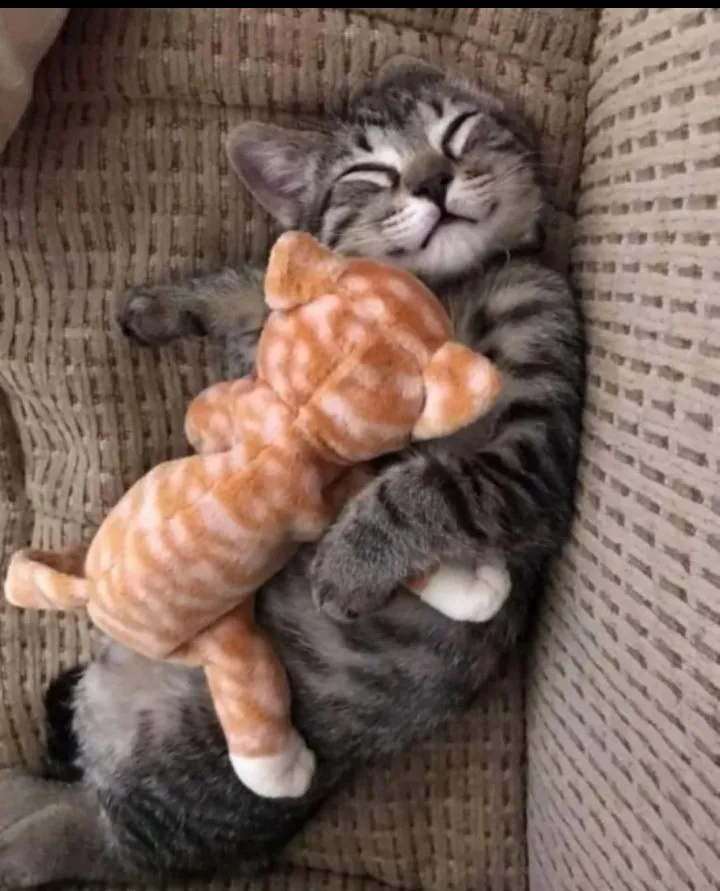 Кошичкина полиция
