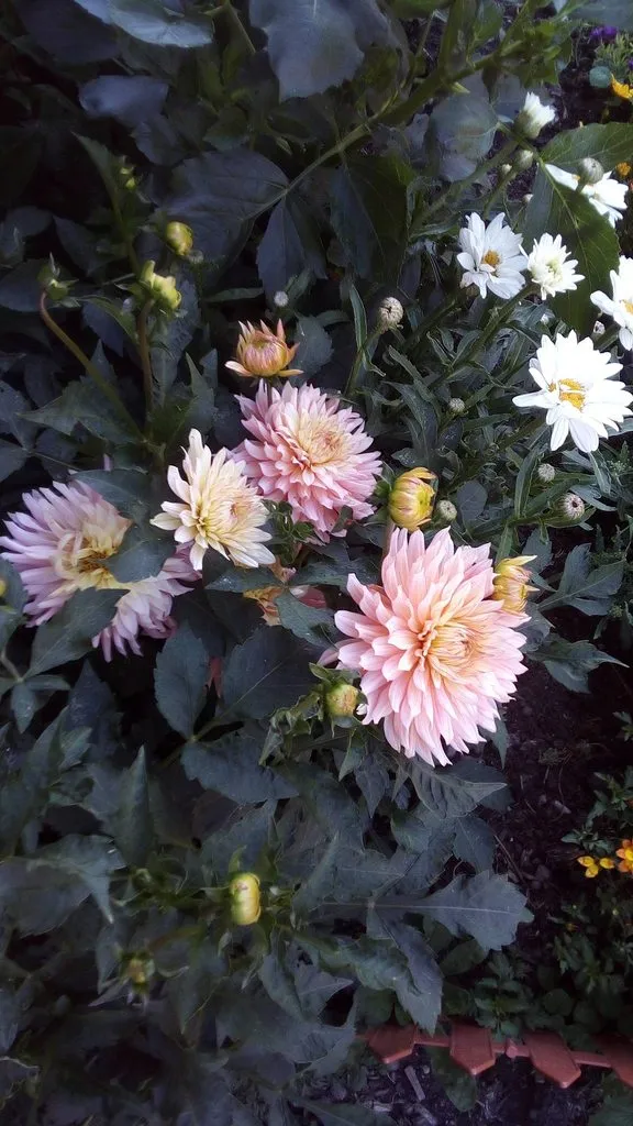 Чайная беседка