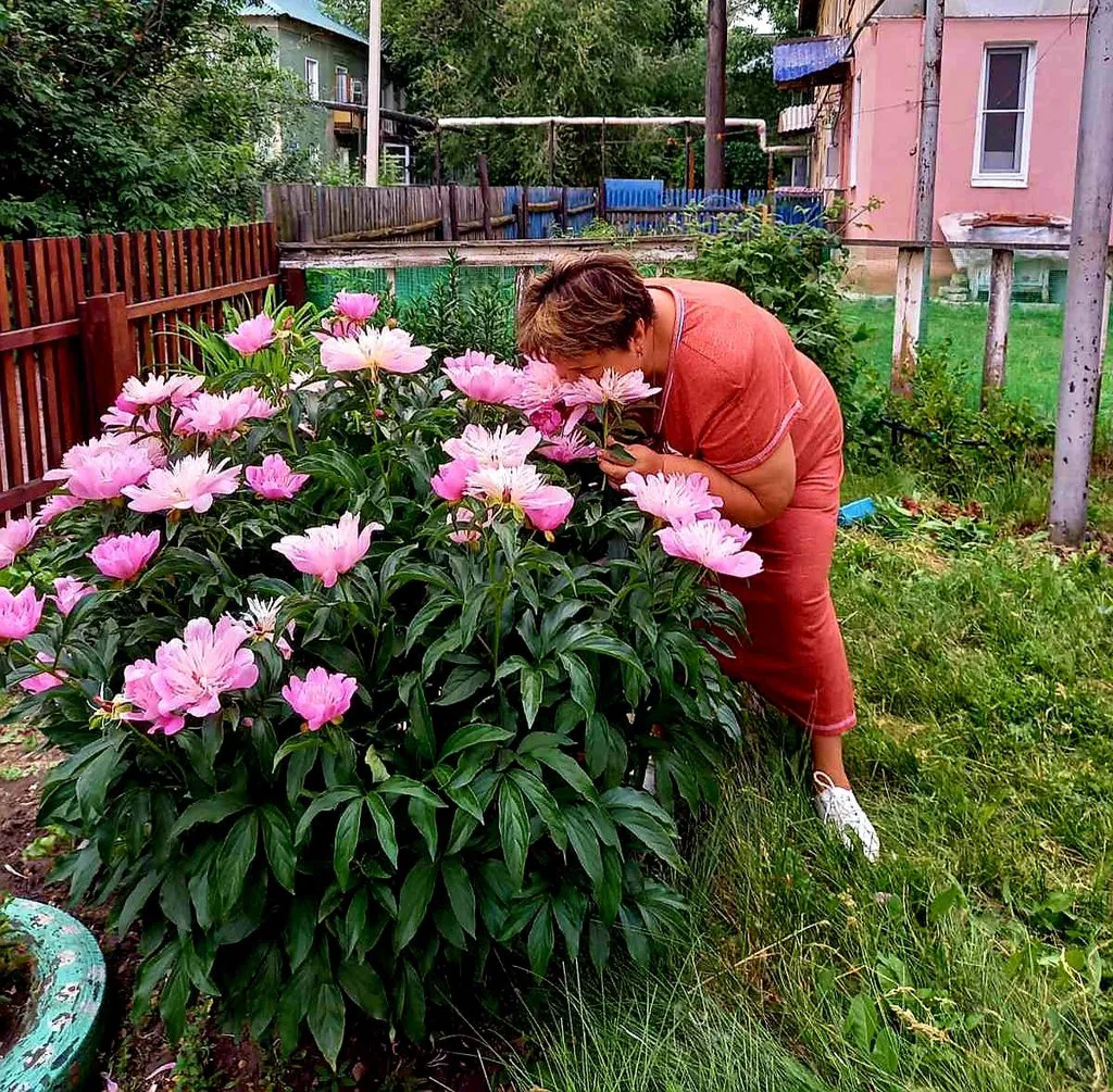 Чайная беседка