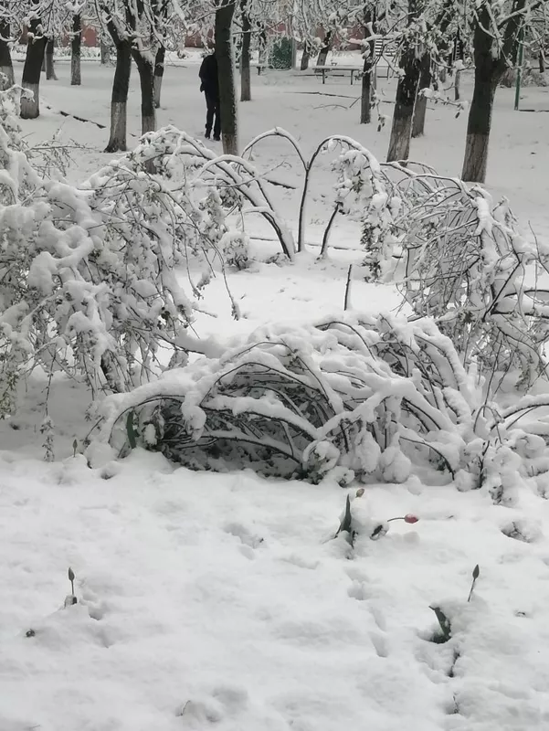 Чайная беседка