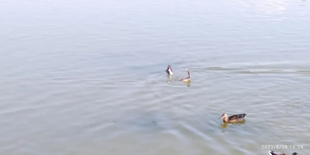 Tapтaлeтки & Ко