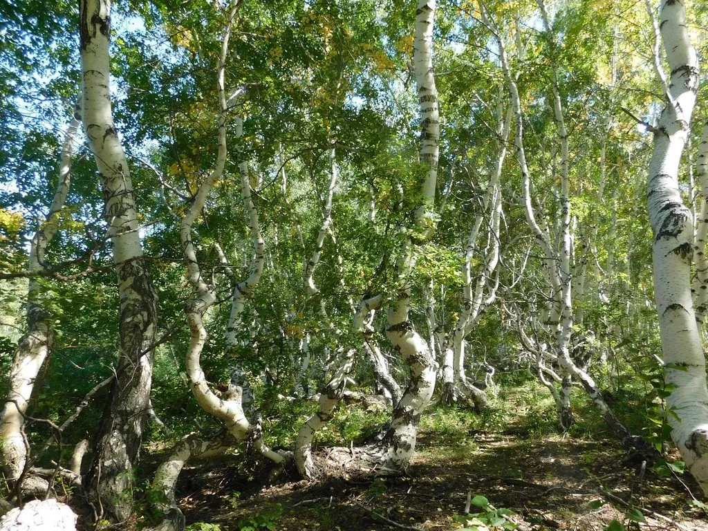 Корнеевка. "Танцующие" берёзы