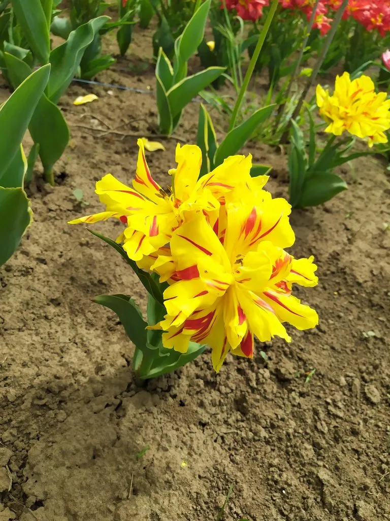 Чайная беседка