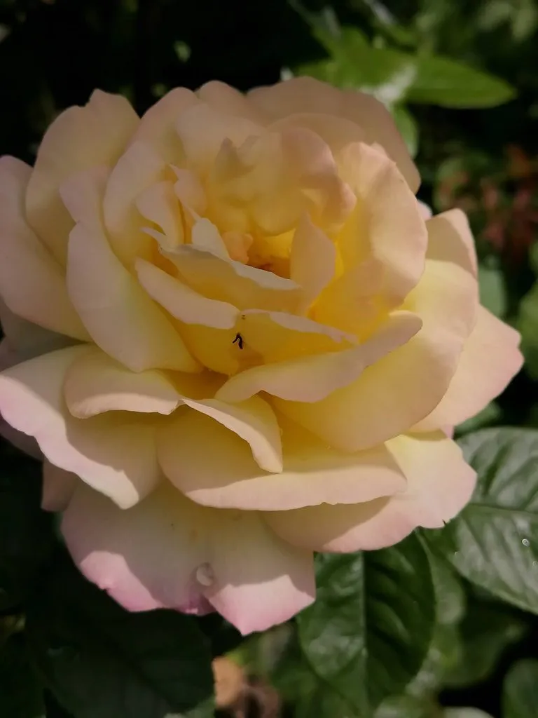 Чайная беседка